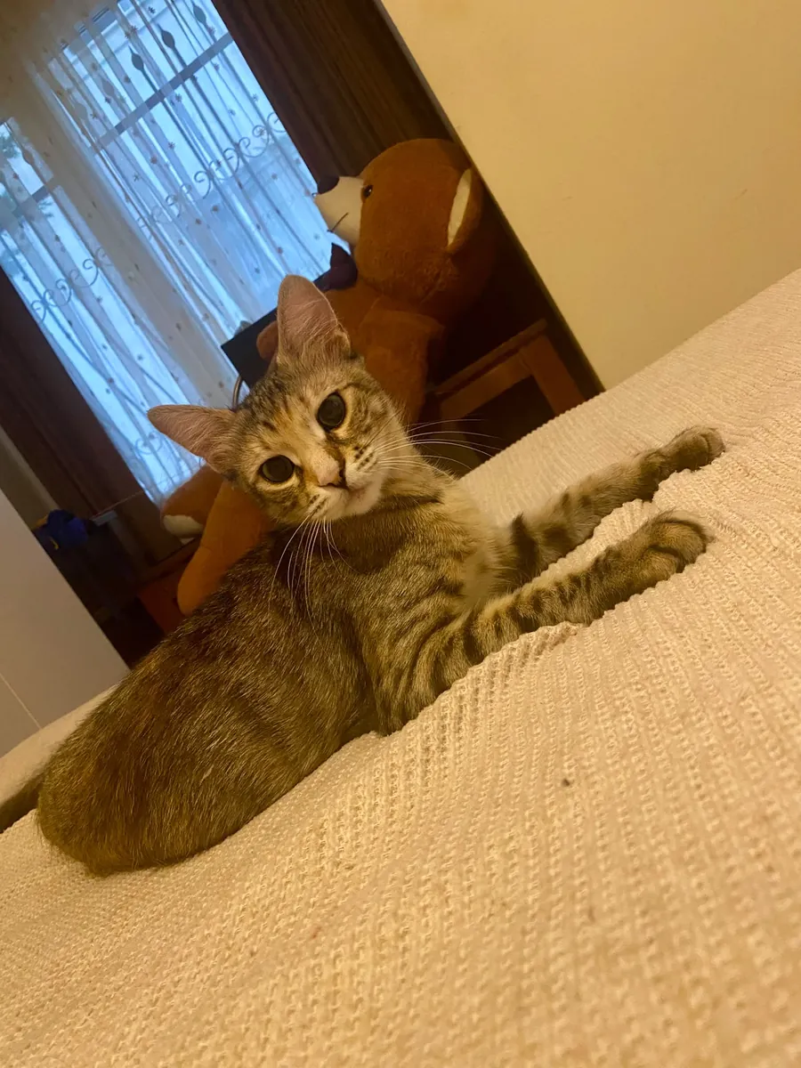 DİŞİ KISIR EV KEDİSİNE ÖMÜRLÜK YUVA