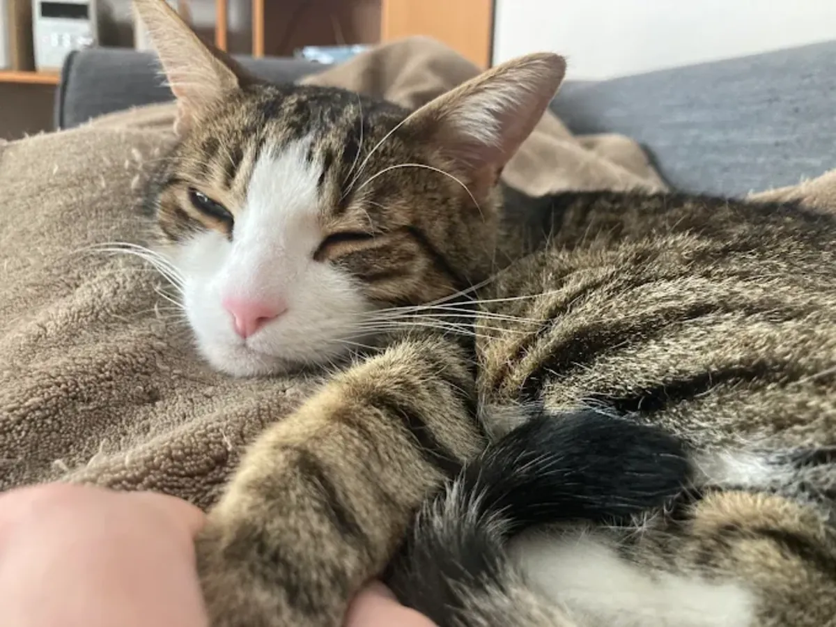 Urgences Vétérinaires 24h/24 à Paris – Clinique Vétérinaire V24 - Le Mans