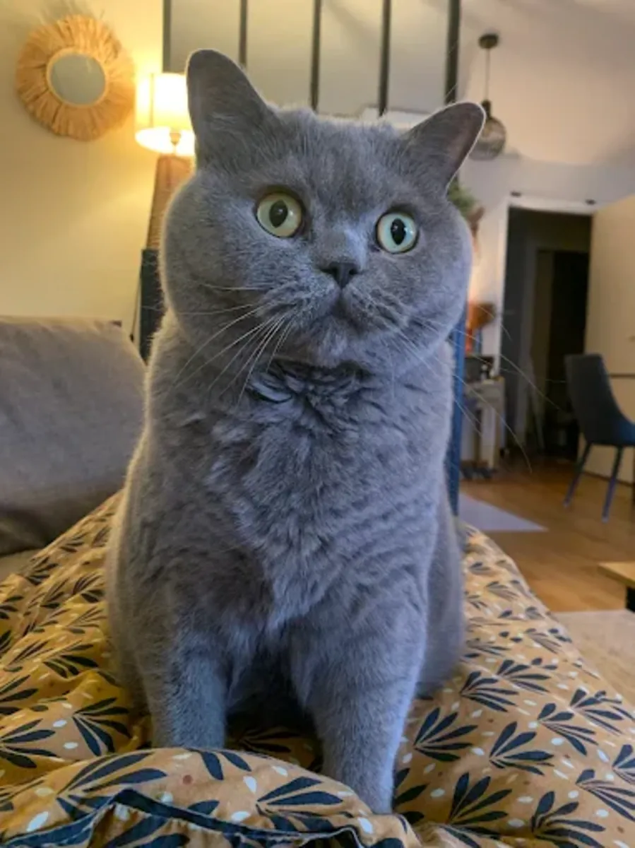 Urgences Vétérinaires 24h/24 à Paris – Clinique Vétérinaire V24 - Le Mans