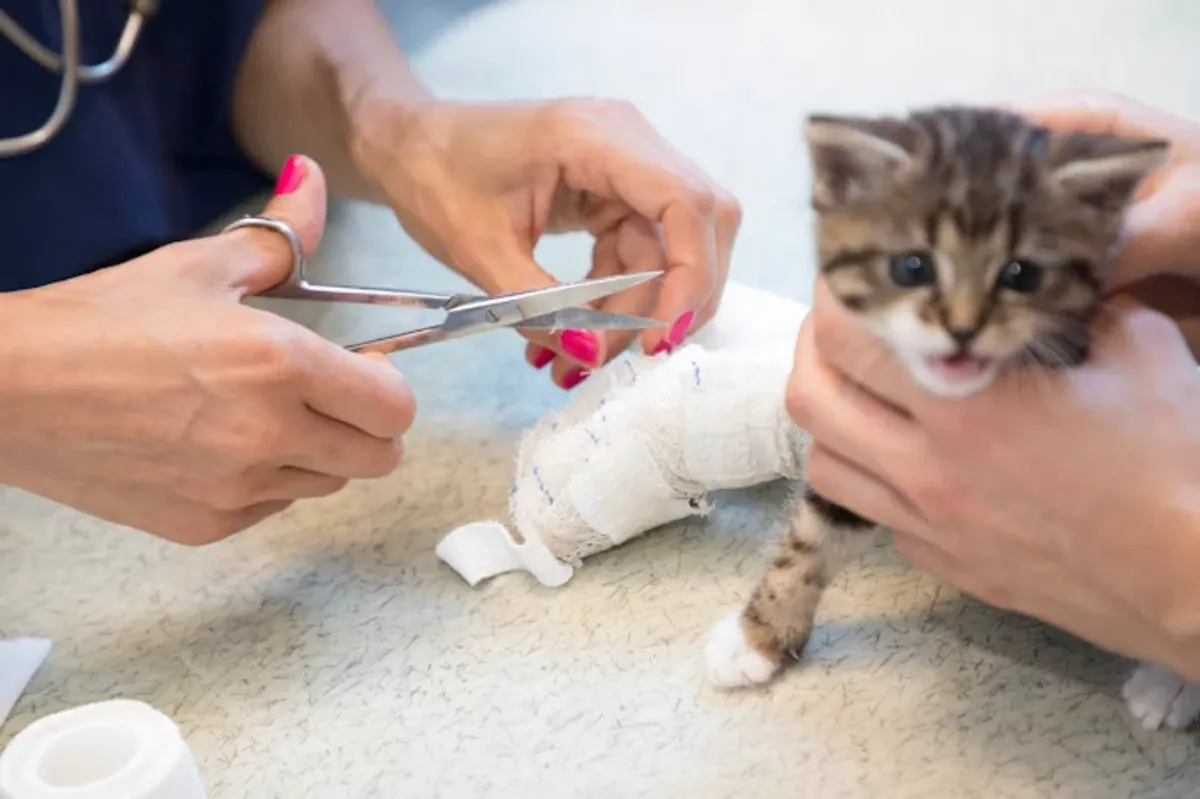 Urgences Vétérinaires 24h/24 à Paris – Clinique Vétérinaire V24 - Le Mans