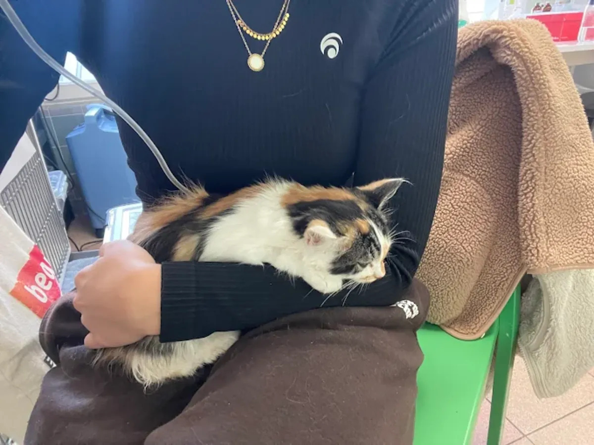 Clinique Vétérinaire d’Urgence 24h à Paris 11 – VETINPARIS - Paris