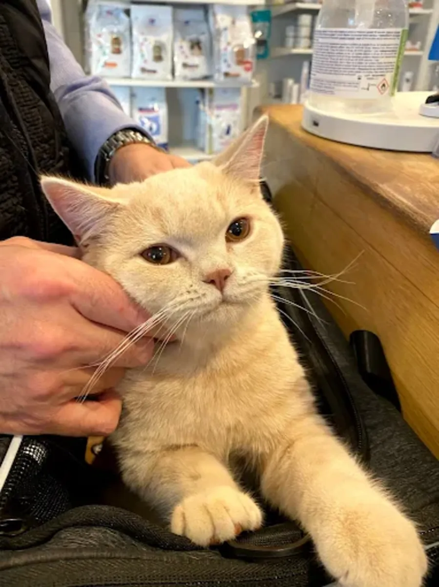 Clinique Vétérinaire d’Urgence 24h à Paris 11 – VETINPARIS - Paris