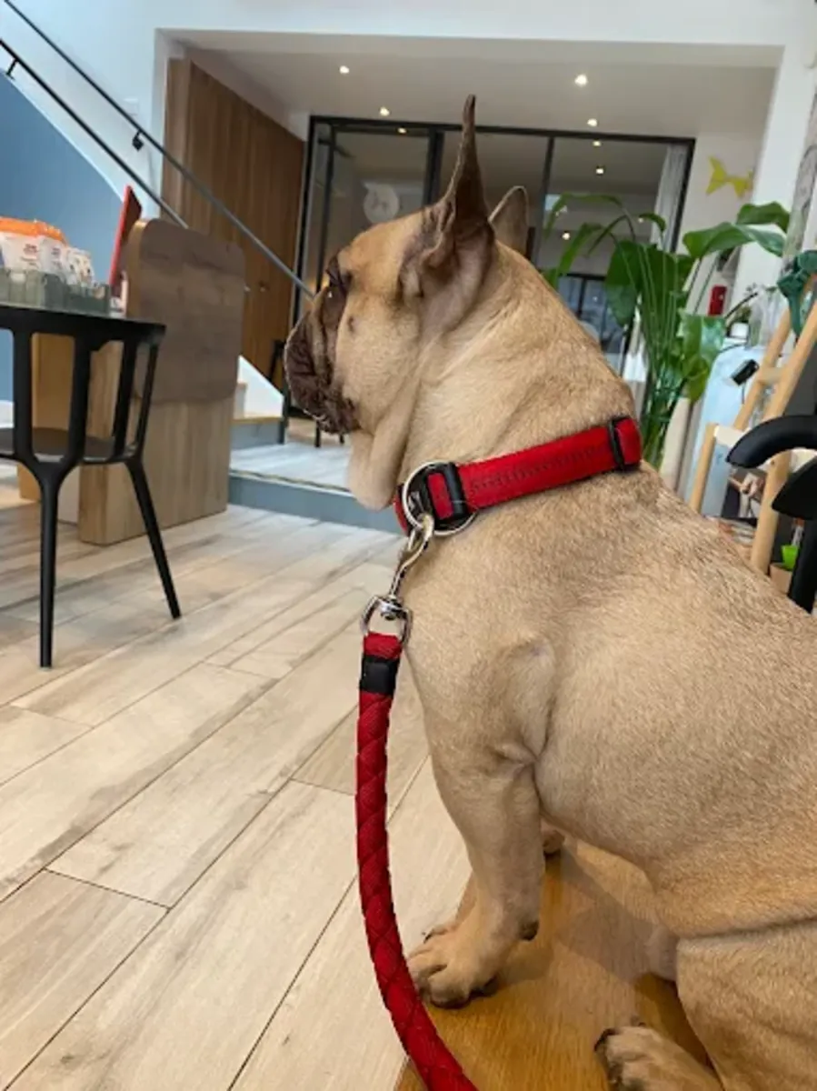 Clinique Vétérinaire d’Urgence 24h à Paris 11 – VETINPARIS - Paris