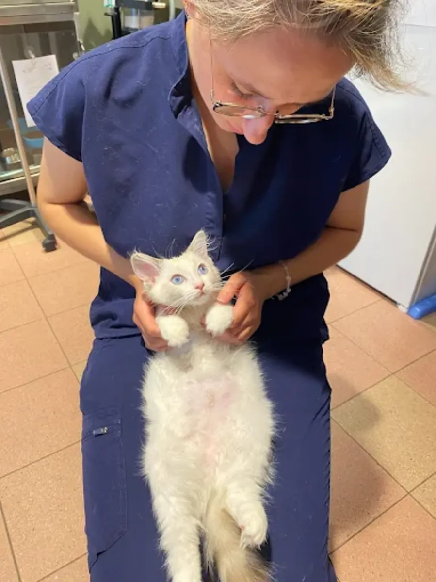 Clinique Vétérinaire d’Urgence 24h à Paris 11 – VETINPARIS - Paris