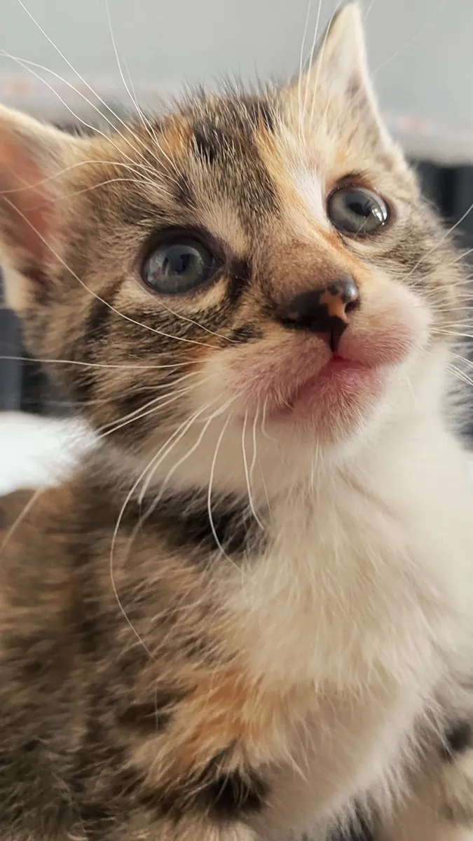 Sokakta baktığımız kedi yavruları 
