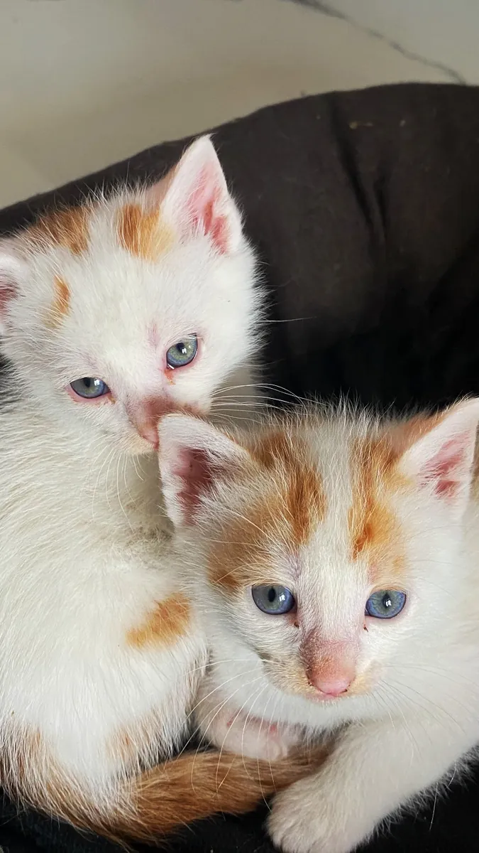 Sokakta baktığımız kedi yavruları 
