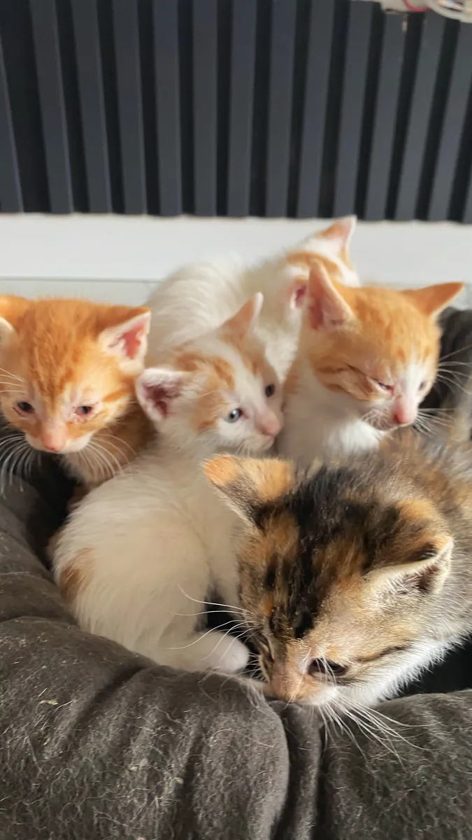 Sokakta baktığımız kedi yavruları 