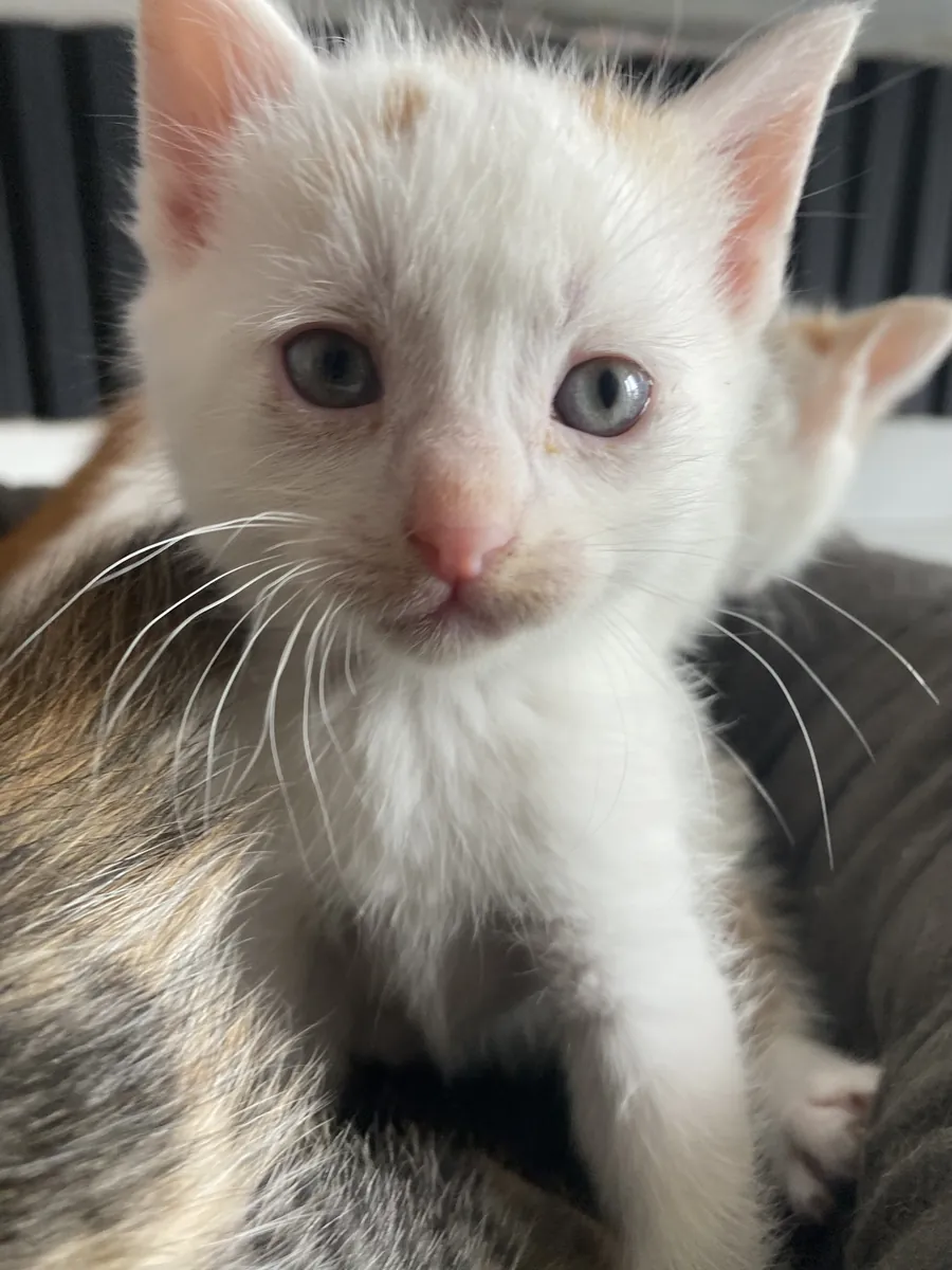 Sokakta baktığımız kedi yavruları 
