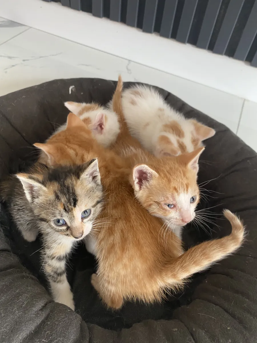 Sokakta baktığımız kedi yavruları 