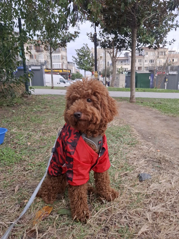 Luki