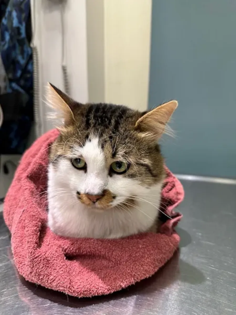 Zoom 兽医家庭护理 – 伊斯坦布尔 Kadıköy / Erenköy 家访 - İstanbul