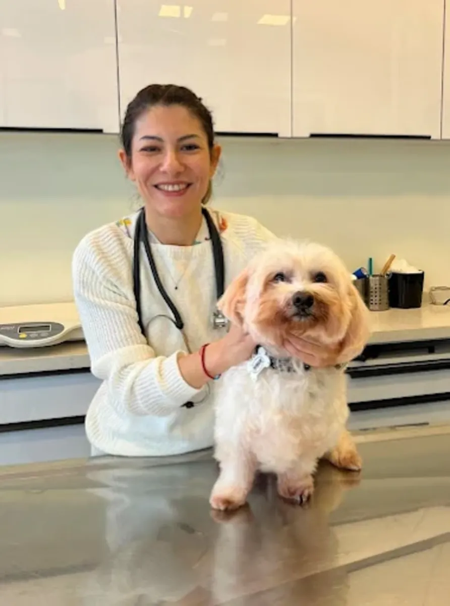 Zoom 兽医家庭护理 – 伊斯坦布尔 Kadıköy / Erenköy 家访 - İstanbul