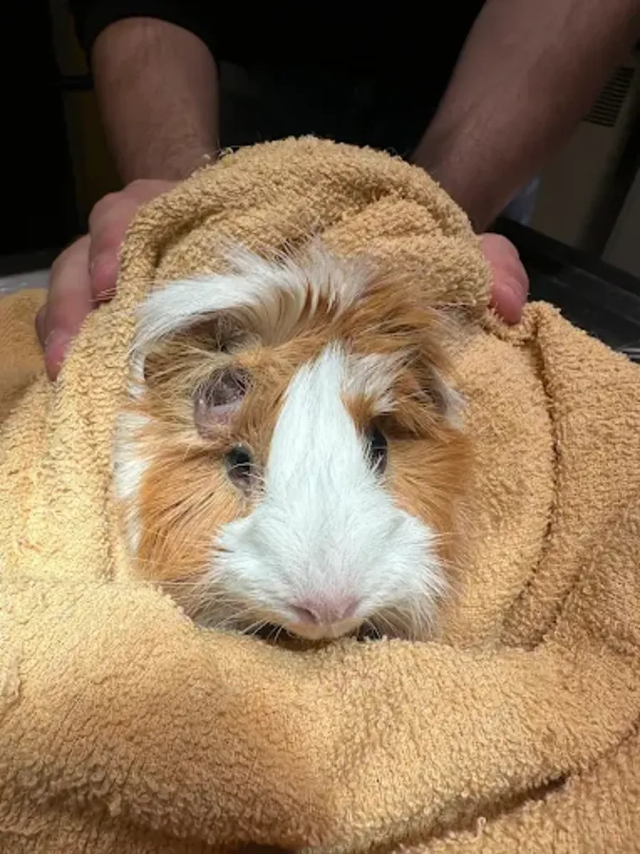 Zoom 兽医家庭护理 – 伊斯坦布尔 Kadıköy / Erenköy 家访 - İstanbul