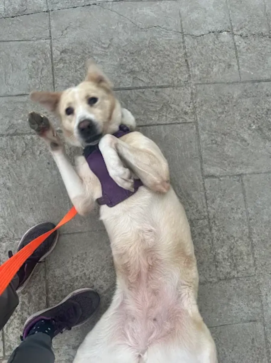 Zoom 兽医家庭护理 – 伊斯坦布尔 Kadıköy / Erenköy 家访 - İstanbul