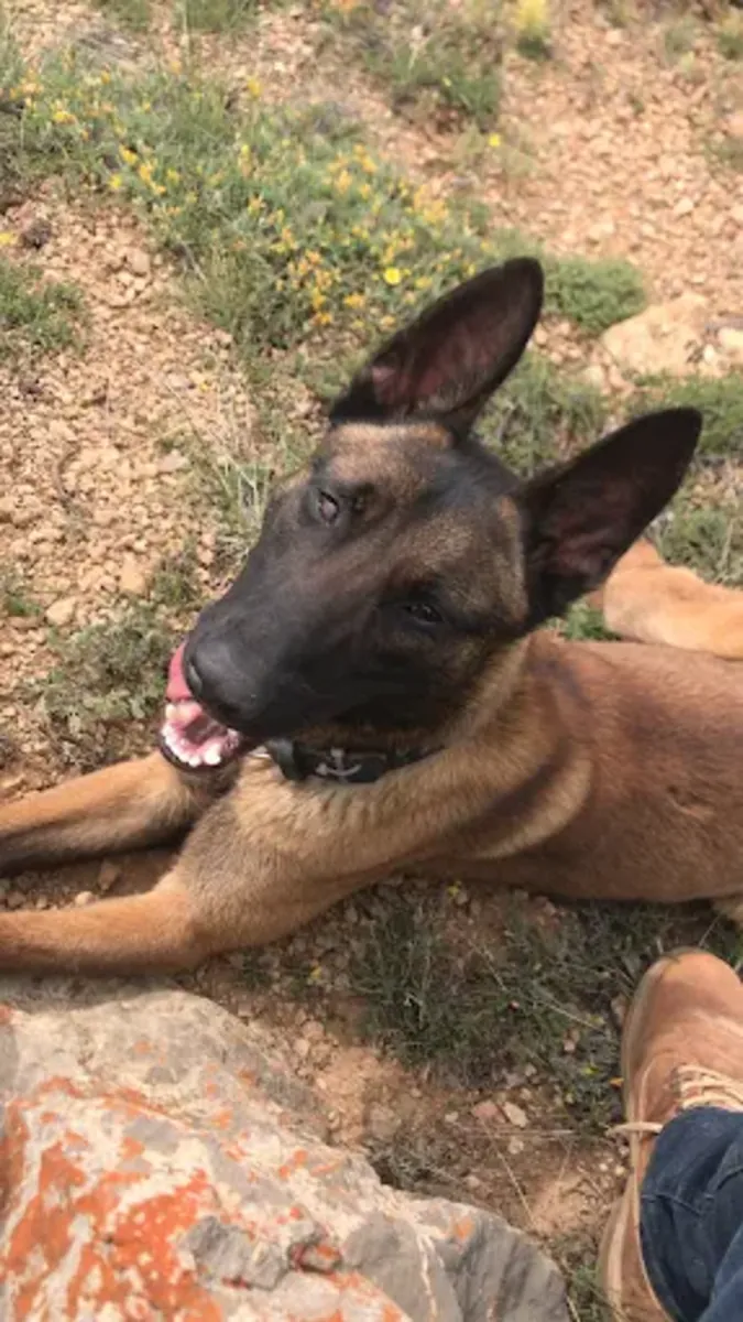 Dressage canin professionnel à Istanbul – Canis Academy (Dressage à domicile et sur le terrain) - İstanbul