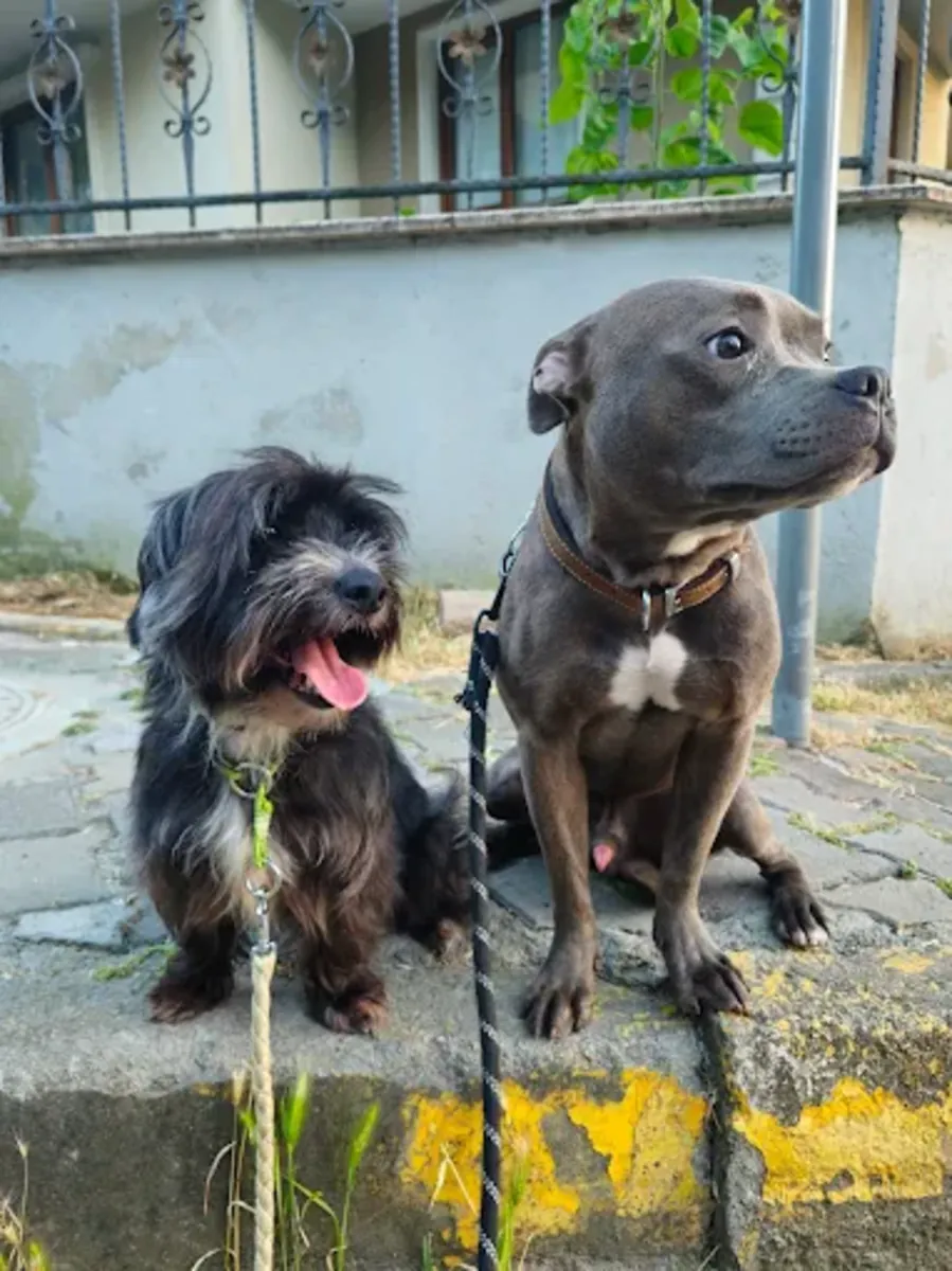 Dressage canin professionnel à Istanbul – Canis Academy (Dressage à domicile et sur le terrain) - İstanbul