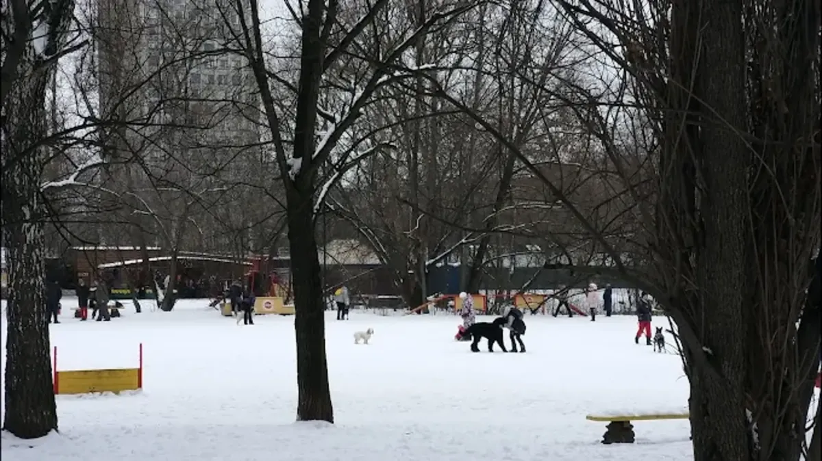 Moskova'da profesyonel köpek eğitimi – Sokolniki Köpek Merkezi - Moscow