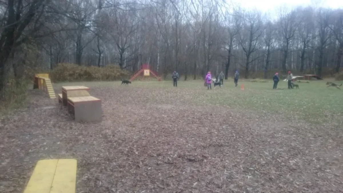 Moskova'da profesyonel köpek eğitimi – Sokolniki Köpek Merkezi - Moscow