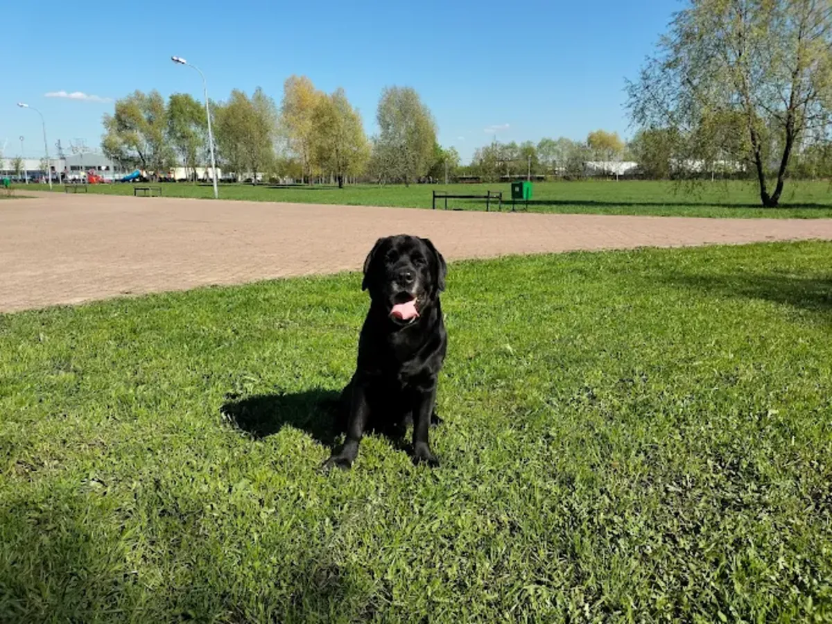 Moskova'da profesyonel köpek eğitimi – Sokolniki Köpek Merkezi - Moscow