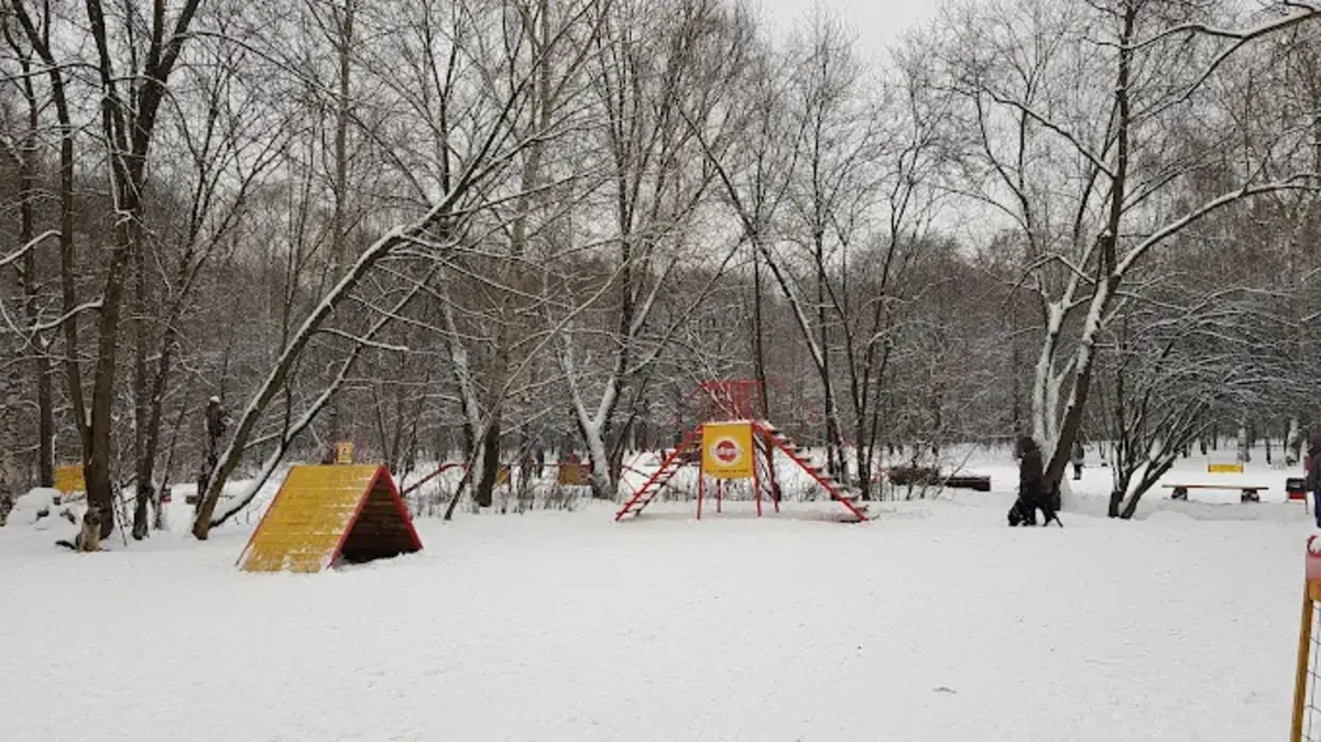 Moskova'da profesyonel köpek eğitimi – Sokolniki Köpek Merkezi - Moscow