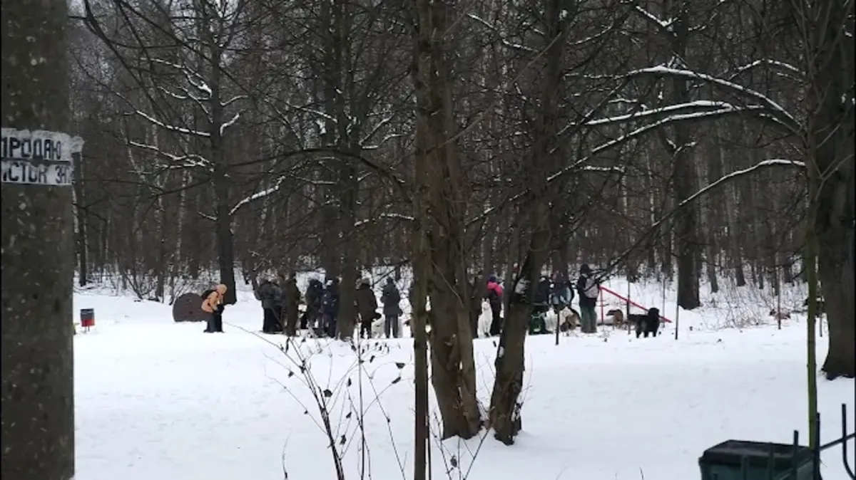 Moskova'da profesyonel köpek eğitimi – Sokolniki Köpek Merkezi - Moscow