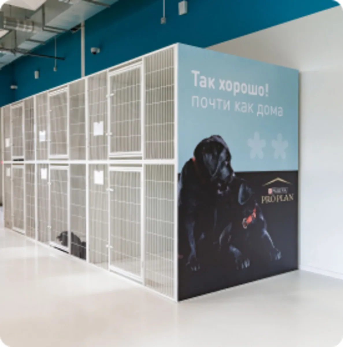 PetHome Hotel & Boarding, a pet hotel for dogs and cats in Moscow - Moscow