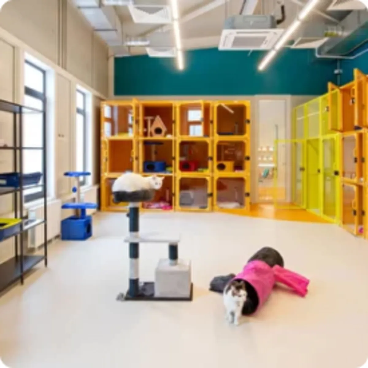 PetHome Hotel & Boarding, a pet hotel for dogs and cats in Moscow - Moscow