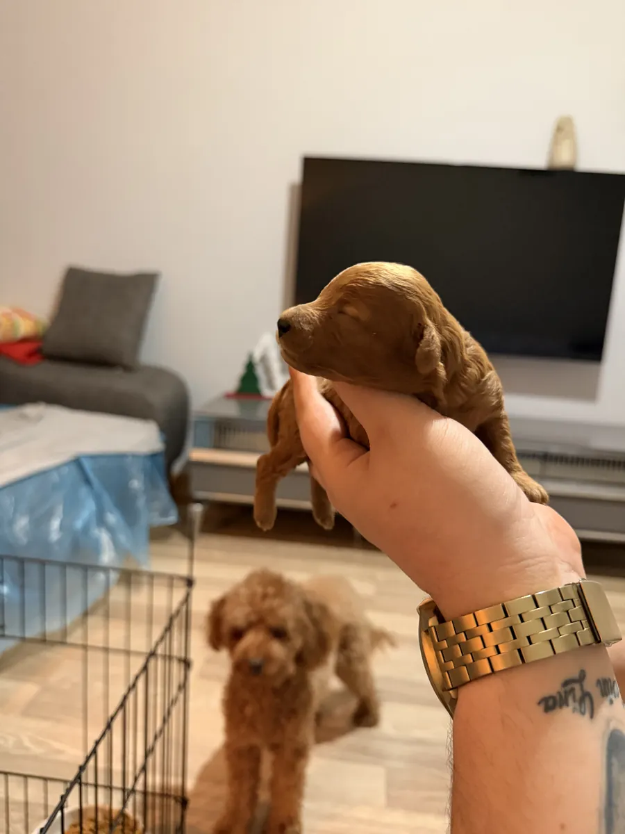 Cute little puffer is looking for a home.