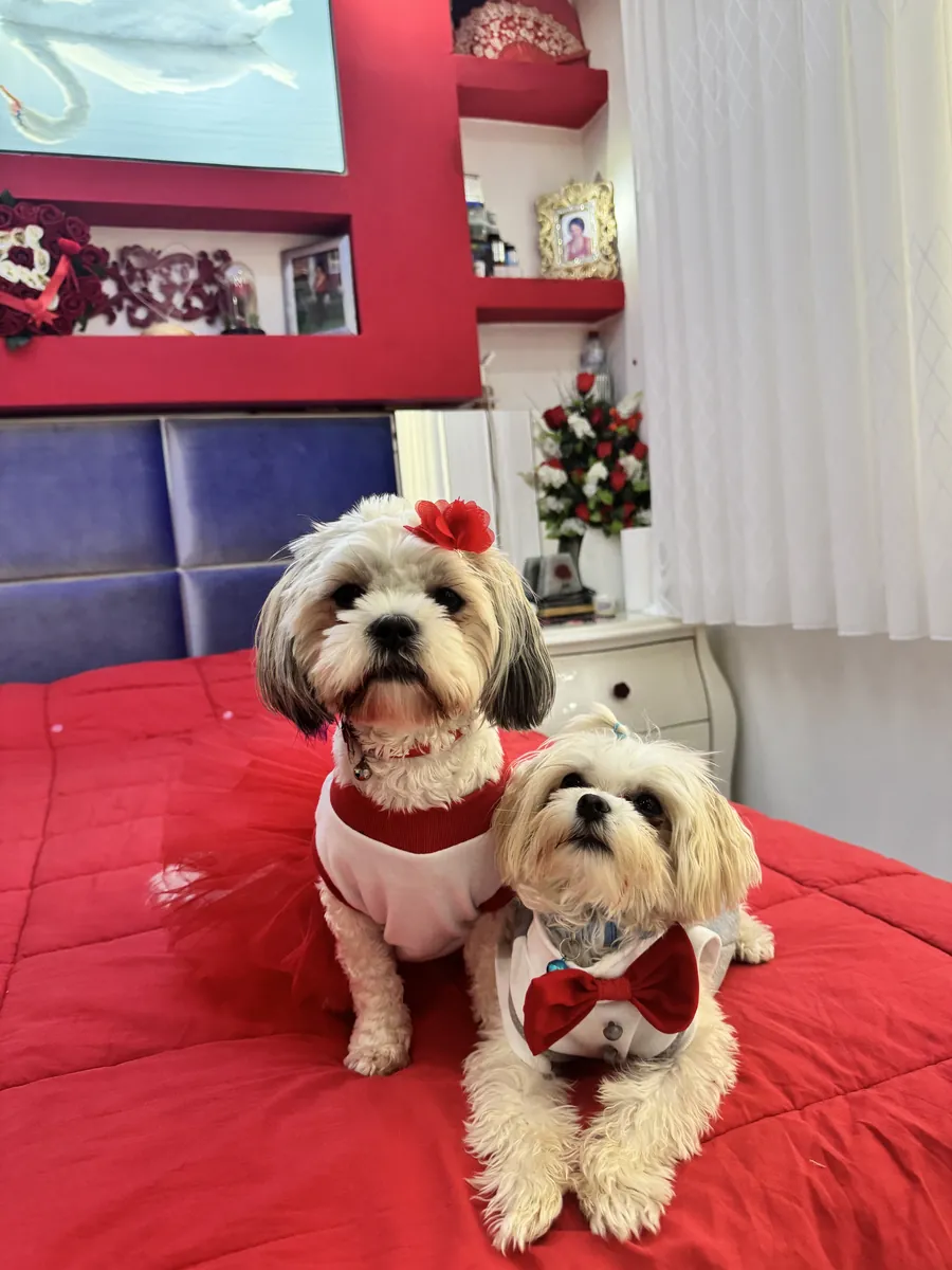 西施犬