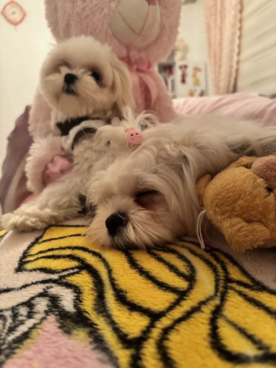西施犬