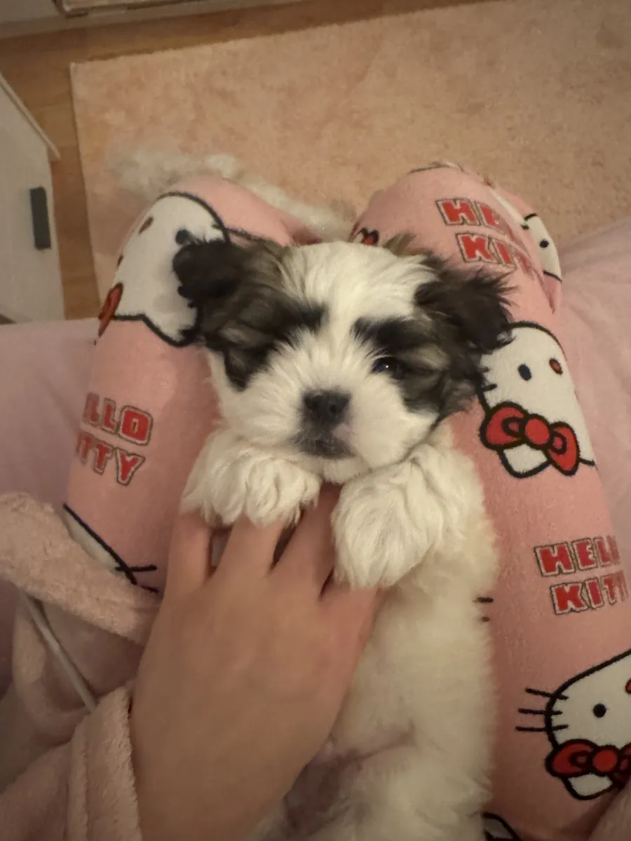 可爱的西施犬，45天大。