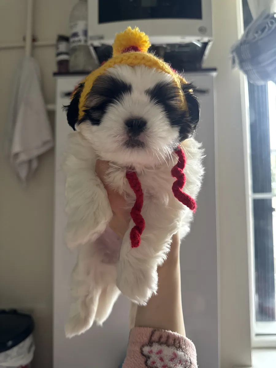 可爱的西施犬，45天大。