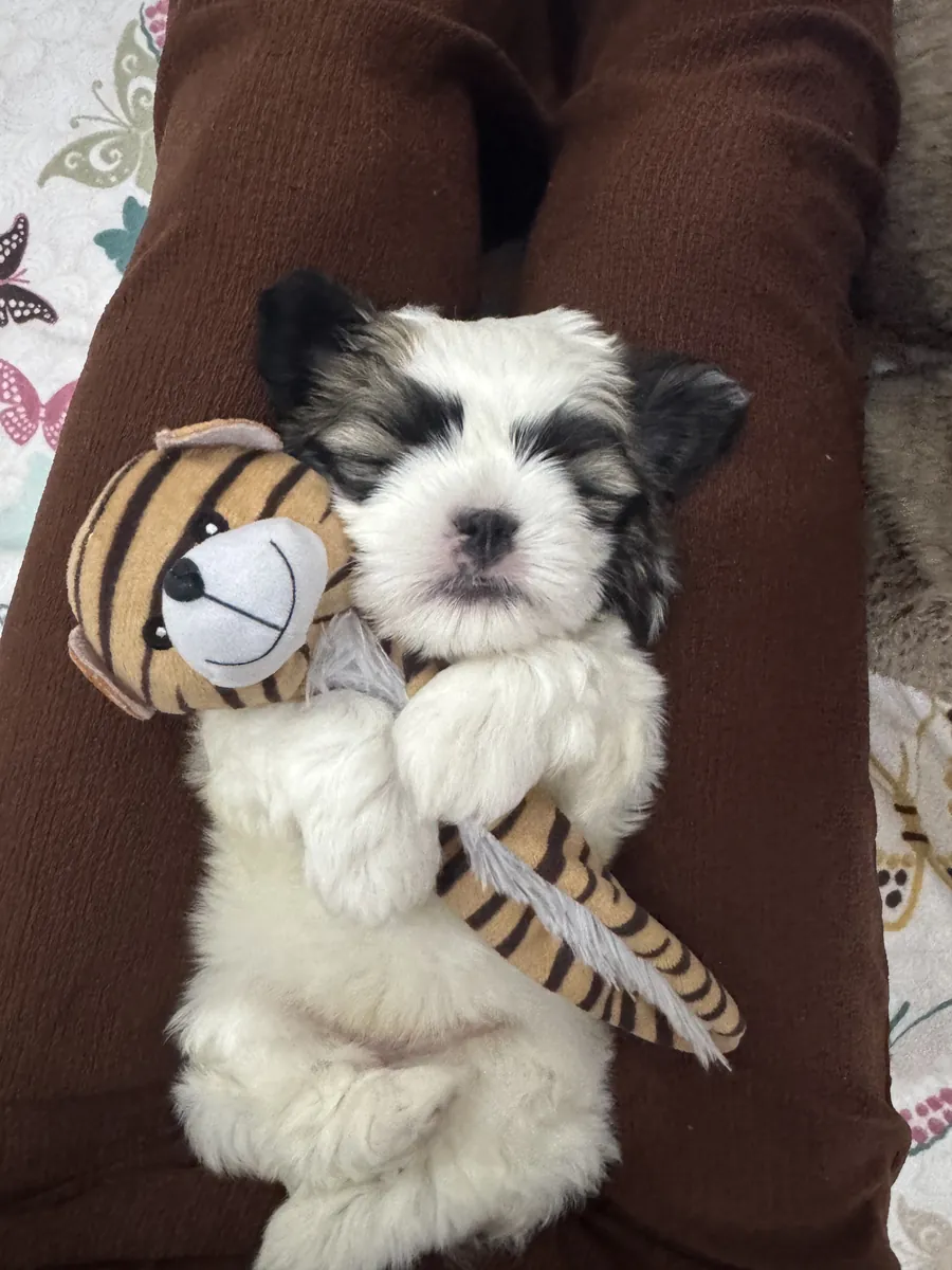 可爱的西施犬，45天大。