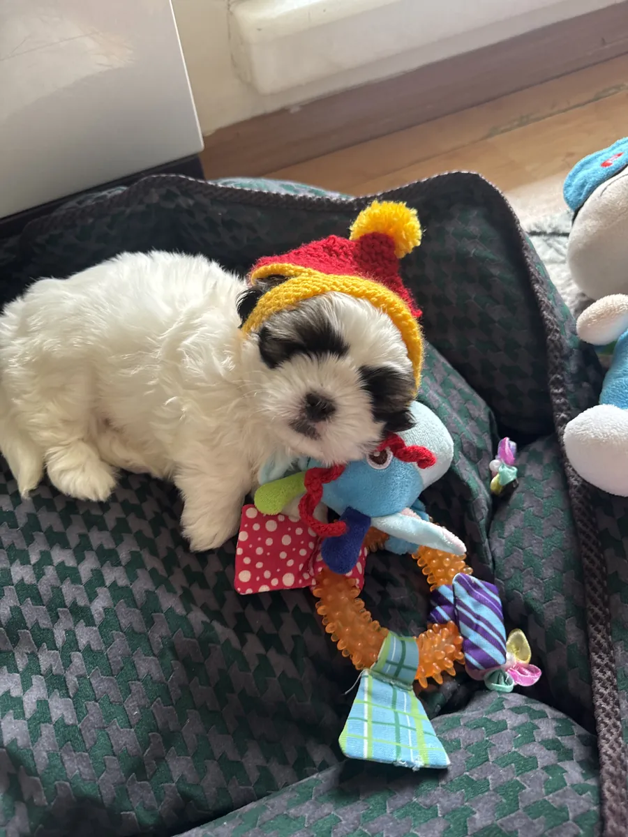 可爱的西施犬，45天大。