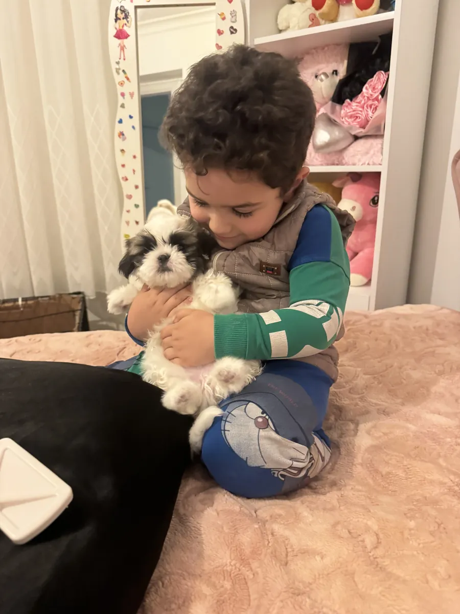 可爱的西施犬，45天大。