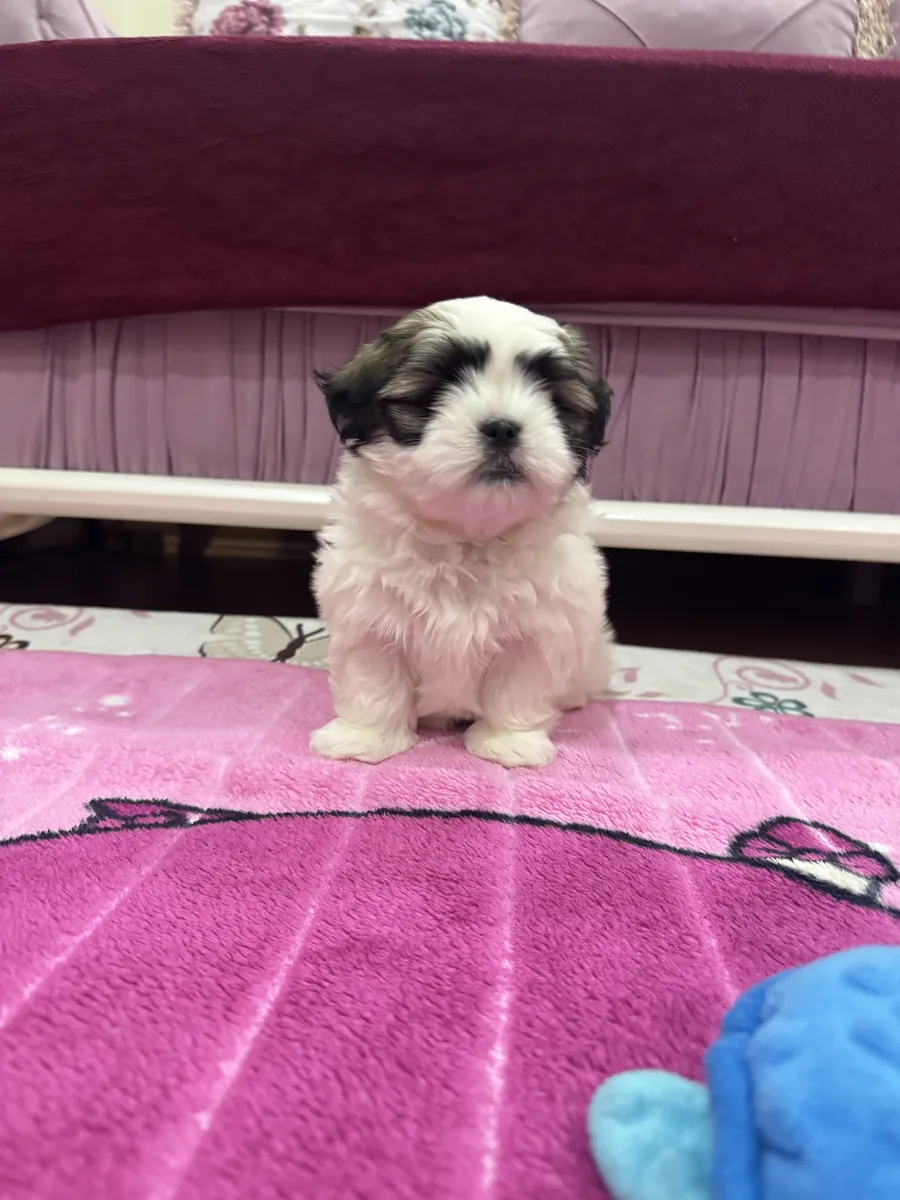 可爱的西施犬，45天大。