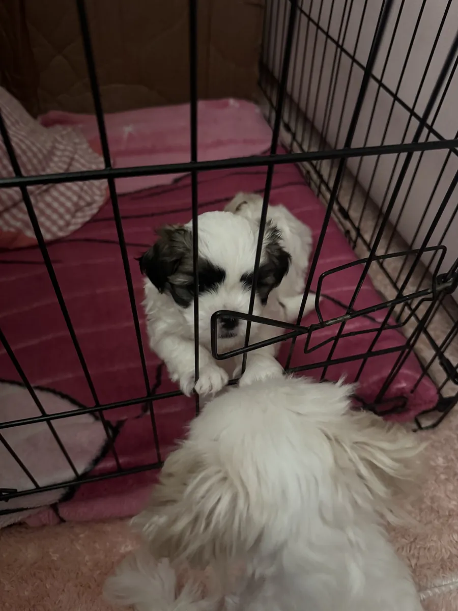 可爱的西施犬，45天大。