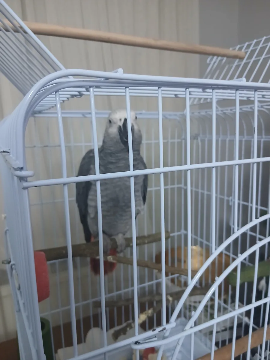 Este loro gris africano macho, que habla, tiene 3 años.
