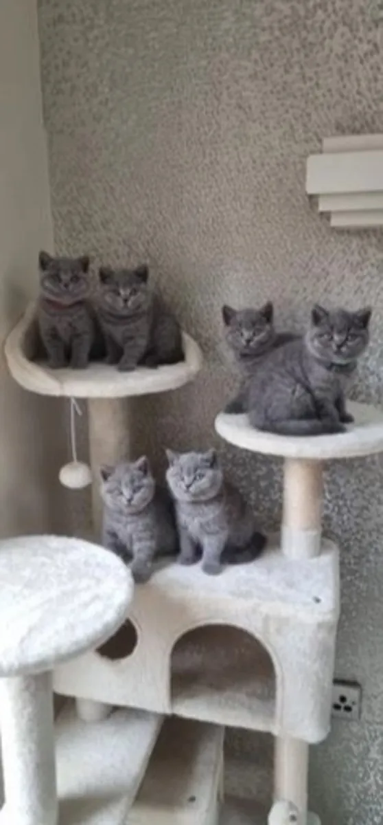 gatitos regordetes