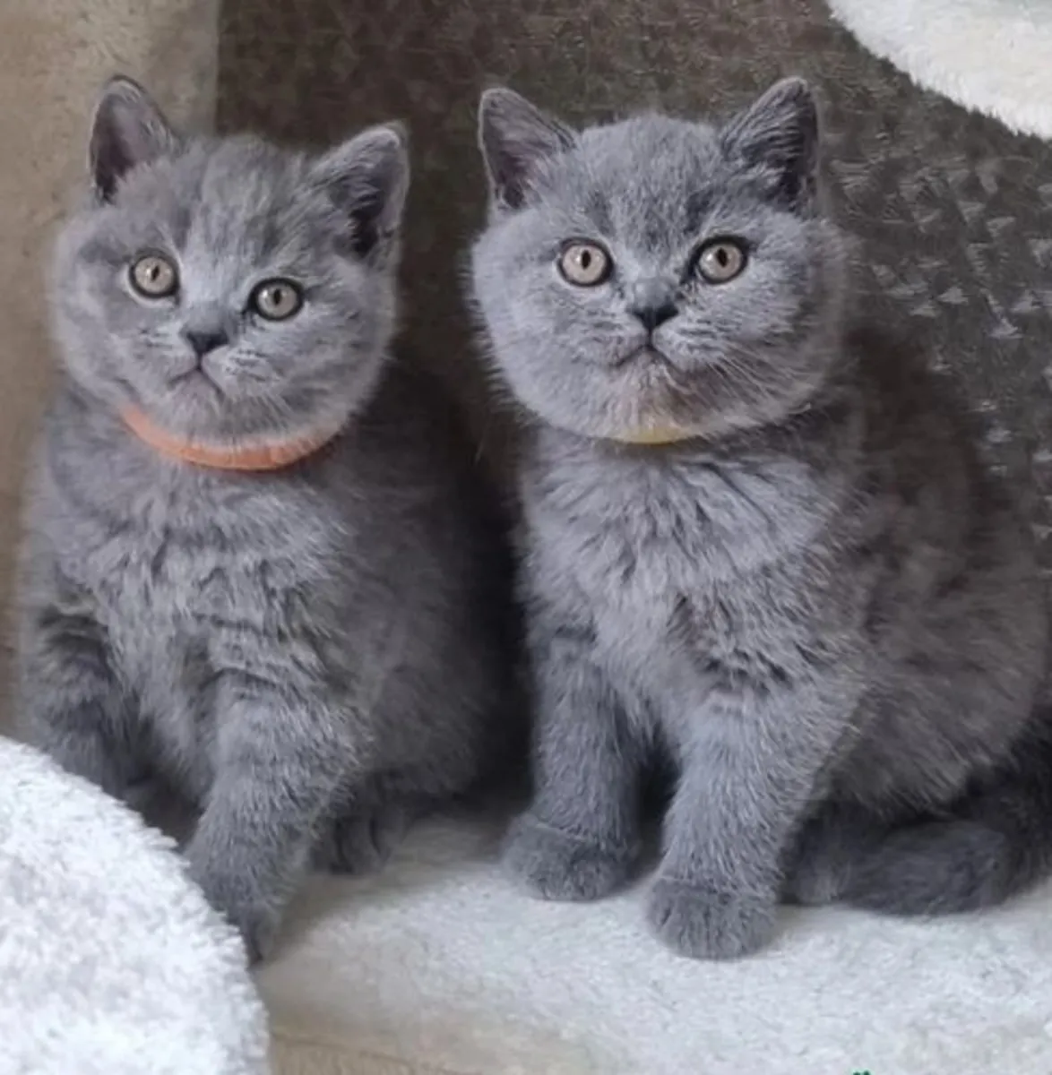 gatitos regordetes