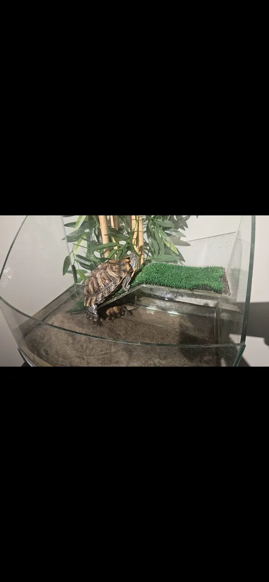 Queremos encontrar un hogar para nuestras dos tortugas de orejas rojas.