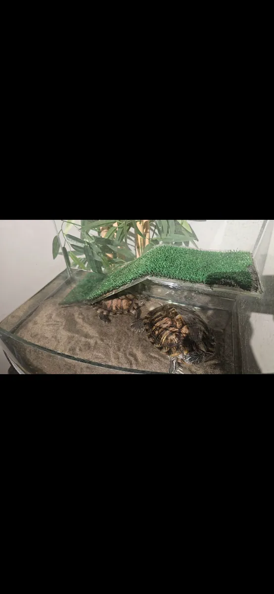 Queremos encontrar un hogar para nuestras dos tortugas de orejas rojas.