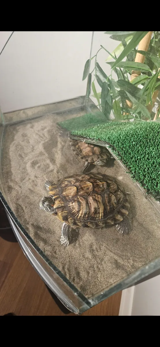 Queremos encontrar un hogar para nuestras dos tortugas de orejas rojas.