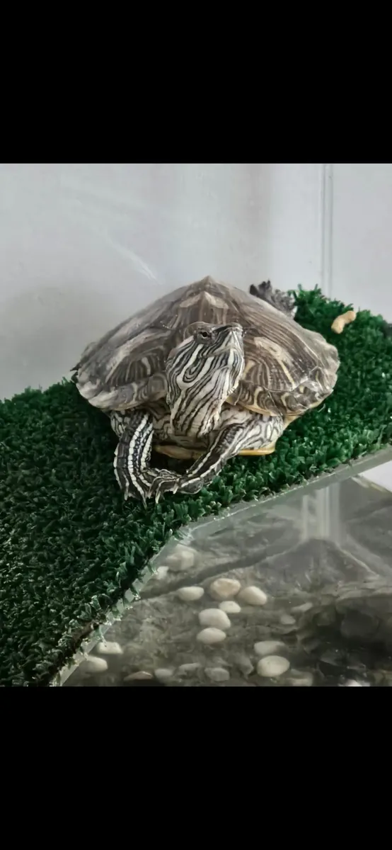 Queremos encontrar un hogar para nuestras dos tortugas de orejas rojas.