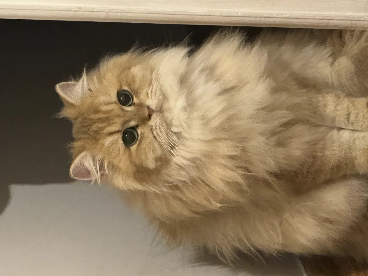 Británico de pelo largo