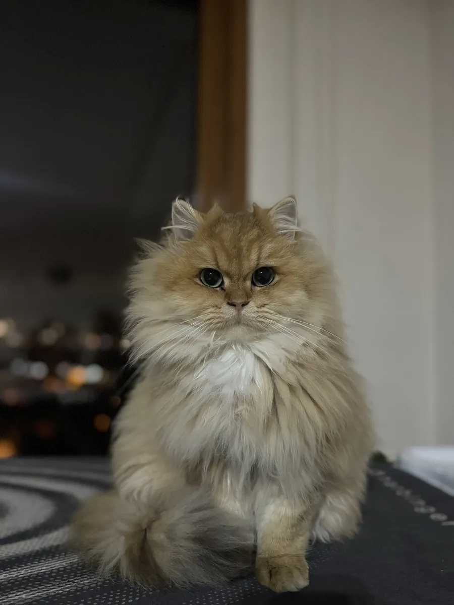 Británico de pelo largo