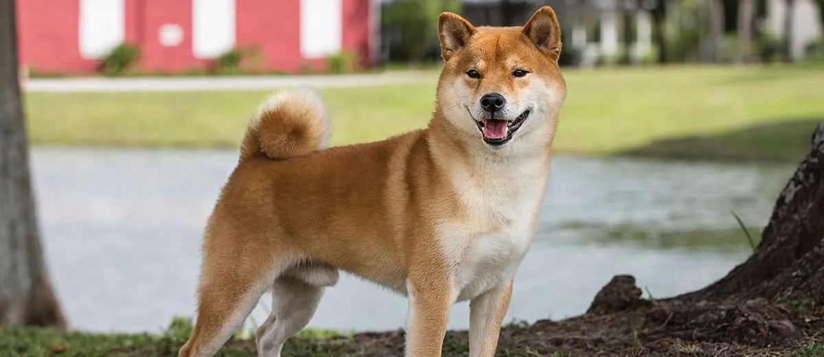 2-Year-Old Male Shiba Inu Up for Adoption