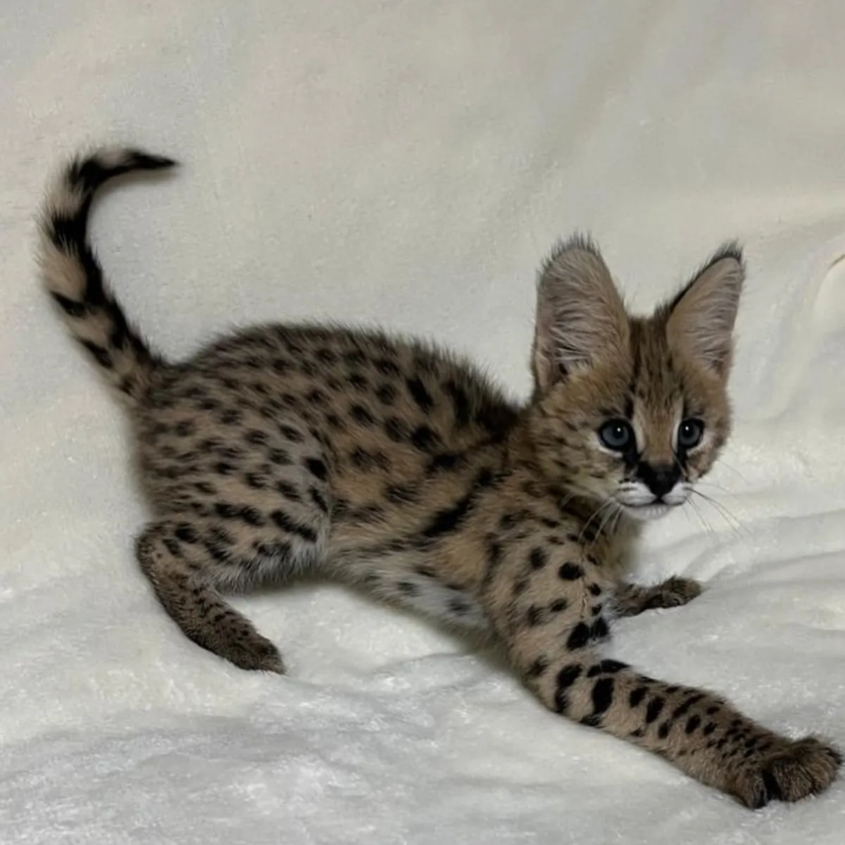 高品质异域薮猫幼崽出售