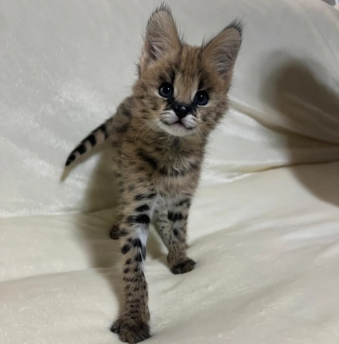 高品质异域薮猫幼崽出售