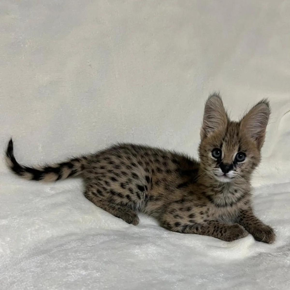 高品质异域薮猫幼崽出售